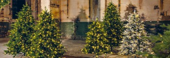Arbres