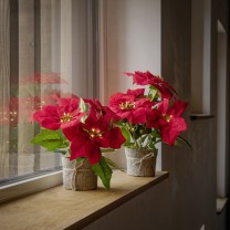 Poinsettia 24