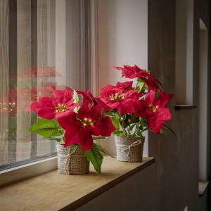 Poinsettia 24