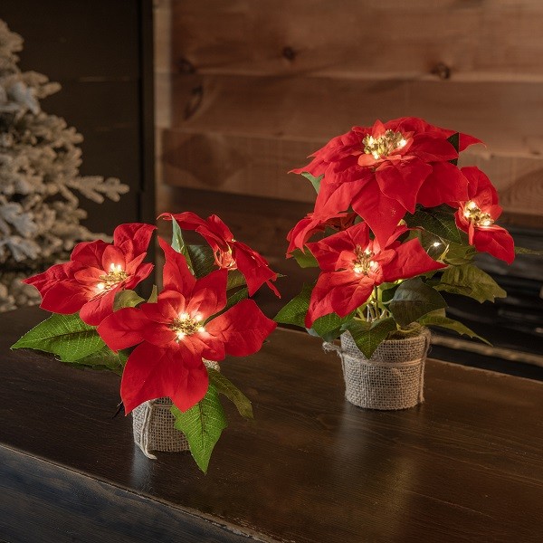 Poinsettia 33